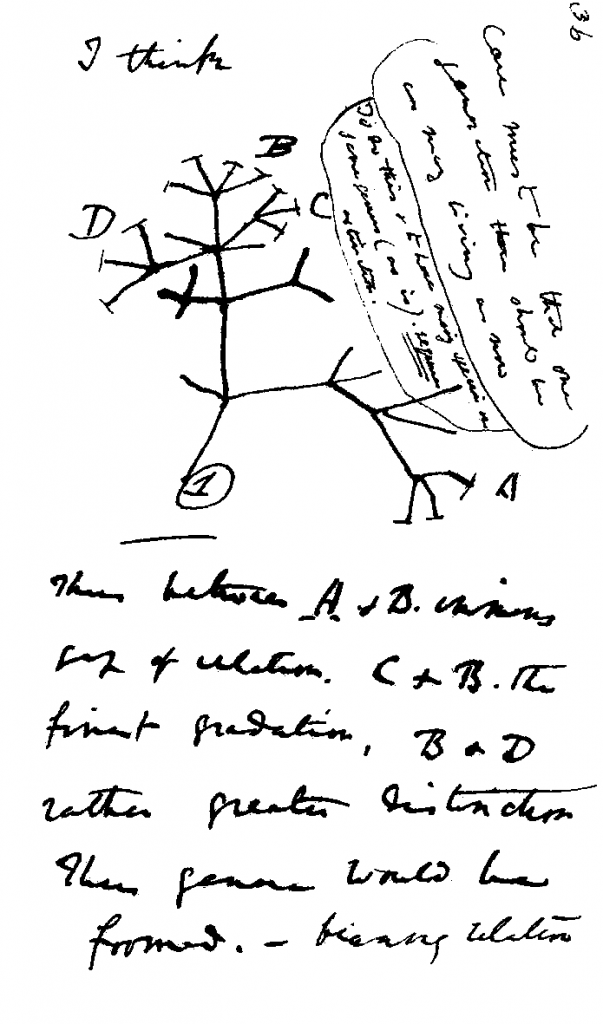 mapa myśli Darwina